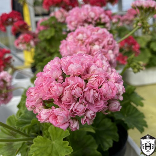 Pelargonium 'Anita' - Pelargoon 'Anita' P9/0,55L